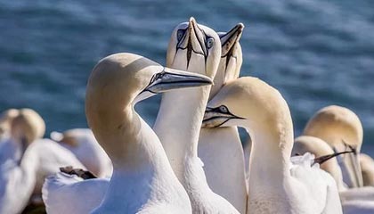 虎扑在线观看-三镇再扳一球！卡迪斯造点，亲自主罚勺子点球命中