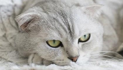 虎扑在线观看-三镇再扳一球！卡迪斯造点，亲自主罚勺子点球命中